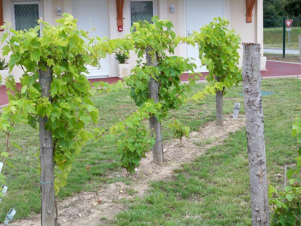 Natur'Hôtel Menesplet Ngoại thất bức ảnh